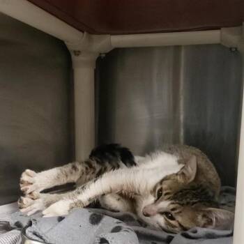 Domestic Short Hair Cats Available for Adoption in Charlotte, North Carolina - TABITHA | PetCurious