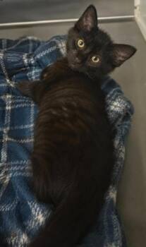 Pewter -  Domestic Short Hair Cat for Adoption in Columbia, Tennessee - Pewter | PetCurious