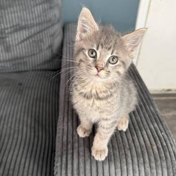 Loft -  Domestic Short Hair Cat for Adoption in Bentonville, Arkansas - Loft | PetCurious