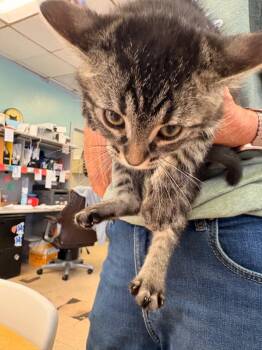 Gracie -  Domestic Short Hair Cat for Adoption in Heber City, Utah - Gracie | PetCurious