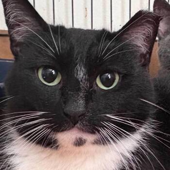 Domestic Short Hair Cats Available for Adoption - Hemlock | PetCurious