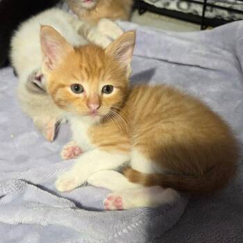 Shaolin -  Domestic Short Hair Cat Available for Adoption in San Diego, California - Shaolin | PetCurious