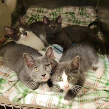Dragonfly -  Domestic Short Hair Cat Available for Adoption in Columbia, Missouri - Dragonfly | PetCurious