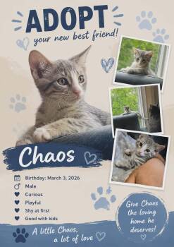 Chaos -  Domestic Short Hair Cat for Adoption in Winnipeg, Manitoba - Chaos | PetCurious