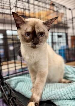Chanel -  Siamese Cat for Adoption in Augusta, Georgia - Chanel | PetCurious