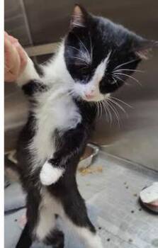 India -  Domestic Short Hair Cat for Adoption in Chamblee, Georgia - India | PetCurious