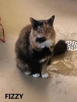 Rescue Calico Cats for Adoption in Washington, Georgia - Fizzy | PetCurious