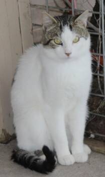 Rescue Domestic Short Hair Cats for Adoption in Huron, South Dakota - Dawson | PetCurious