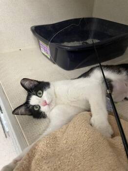 Soup Du Jour -  Domestic Short Hair Cat for Adoption in Fort Collins, Colorado - Soup Du Jour | PetCurious