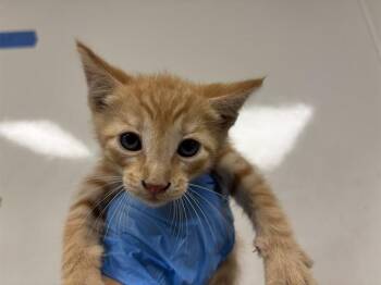 CUSTARD -  Domestic Short Hair Cat for Adoption in Ontario, California - CUSTARD | PetCurious
