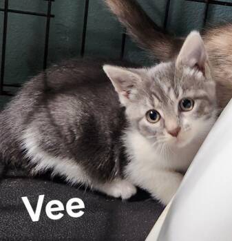 Domestic Short Hair Cats Available for Adoption - Vee | PetCurious