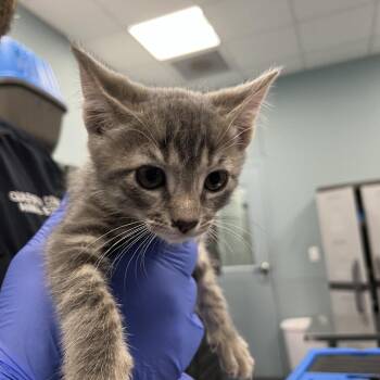 Bun -  Domestic Short Hair Cat for Adoption in Greensboro, North Carolina - Bun | PetCurious