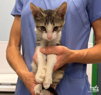 Kirk -  Domestic Short Hair Cat for Adoption in Washington, District Of Columbia - Kirk | PetCurious