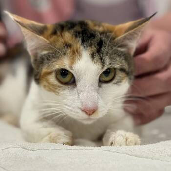 Slang -  Domestic Short Hair Cat for Adoption in Tucson, Arizona - Slang | PetCurious