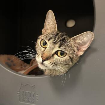 Domestic Short Hair Cats Available for Adoption in Titusville, Florida - Siren | PetCurious