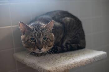 Rescue Domestic Short Hair Cats for Adoption in Orlando, Florida - Benjamin Button | PetCurious