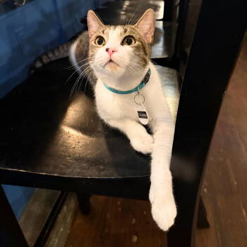 Rescue Domestic Short Hair Cats for Adoption - Tijuana | PetCurious