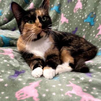 Frida -  Calico Cat for Adoption in Allen, Texas - Frida | PetCurious