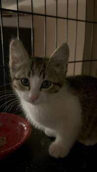 Doppler Ne. -  Domestic Short Hair Cat for Adoption in West Peoria, Illinois - Doppler Ne. | PetCurious