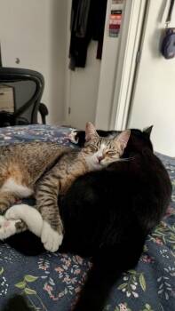 Geronimo and Poundcake -  Domestic Short Hair Cat for Adoption in Seattle, Washington - Geronimo And Poundcake | PetCurious