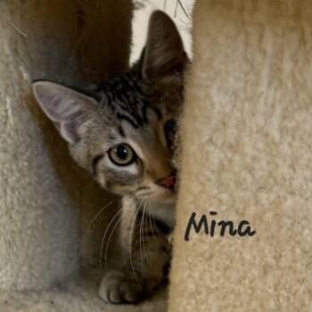 Mina -  Tabby Cat for Adoption in Rushville, Illinois - Mina | PetCurious