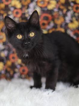 2026.08.490 -  Domestic Medium Hair Cat for Adoption in Lewisburg, Tennessee - 2026.08.490 | PetCurious