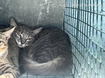 A387887 -  Domestic Medium Hair Cat for Adoption in Ocala, Florida - A387887 | PetCurious