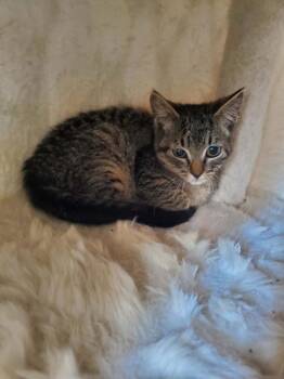 Domestic Short Hair Cats Available for Adoption - Berry | PetCurious