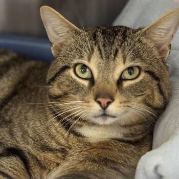 Domestic Short Hair and Tabby Cats Available for Adoption - Brady | PetCurious