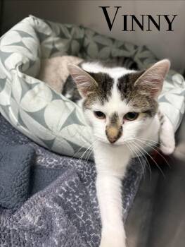 Domestic Short Hair Cats Available for Adoption in Craig, Colorado - Vinny | PetCurious