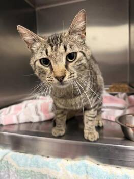 Domestic Short Hair Cats Available for Adoption in Amherst, Virginia - Ronnie | PetCurious