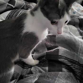 American Shorthair Cats Available for Adoption in Bennington, Vermont - Sookie Sue | PetCurious