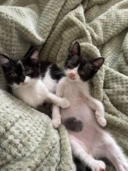 Sprig (bonded w/ Sprout) -  Domestic Short Hair Cat for Adoption in Oakland, California - Sprig (bonded W/ Sprout) | PetCurious