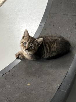 Valor -  American Shorthair Cat for Adoption in Big Rapids, Michigan - Valor | PetCurious