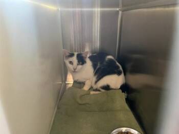 Domestic Short Hair Cats Available for Adoption in Colorado Springs, Colorado - CLEVELAND | PetCurious