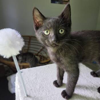 Bear -  Domestic Short Hair Cat for Adoption in Rossville, Georgia - Bear | PetCurious