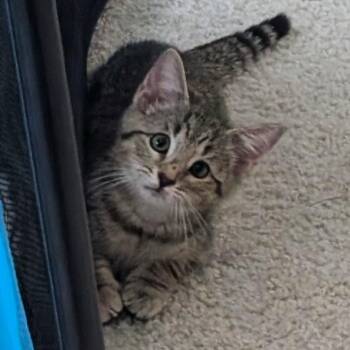 Holmes -  Tabby and Domestic Short Hair Cat for Adoption in Smithfield, North Carolina - Holmes | PetCurious