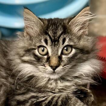 Domestic Long Hair Cats Available for Adoption - Holly | PetCurious