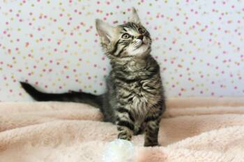 Rosie Cuddlestoo -  Tabby and Domestic Medium Hair Cat for Adoption in Chandler, Arizona - Rosie Cuddlestoo | PetCurious