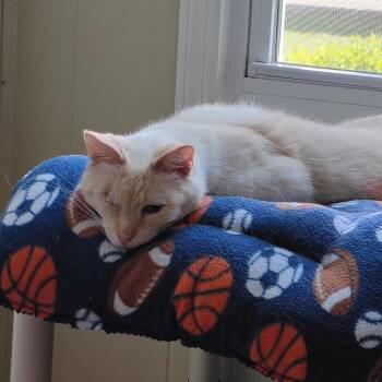 Nittany & TT -  Siamese and Domestic Short Hair Cat for Adoption in Montour Falls, New York - Nittany & TT | PetCurious