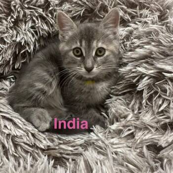 India -  Domestic Short Hair Cat for Adoption in Hanson, Massachusetts - India | PetCurious