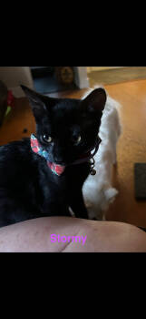 Rescue American Shorthair Cats for Adoption in Paulina, Louisiana - Stormy | PetCurious