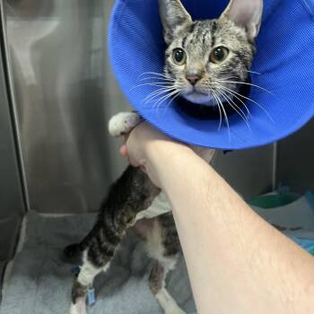 Sparrow -  Domestic Short Hair Cat for Adoption in New York, New York - Sparrow | PetCurious