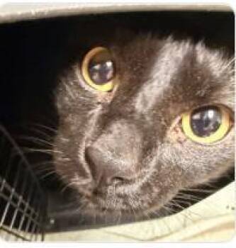 Nino -  Domestic Short Hair Cat for Adoption in West Chester, Pennsylvania - Nino | PetCurious