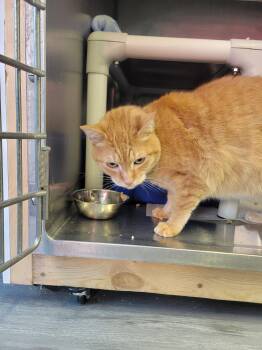 American Shorthair Cats Available for Adoption - Gallifrey | PetCurious