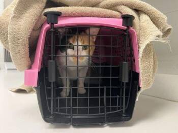 Chai -  Domestic Short Hair Cat for Adoption in Kansas City, Missouri - Chai | PetCurious