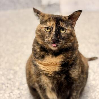 Hazel -  Domestic Short Hair Cat for Adoption in Stafford Township, New Jersey - Hazel | PetCurious