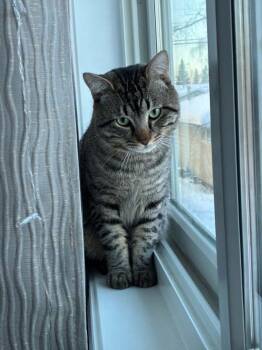Dooby -  Domestic Short Hair Cat for Adoption in Anchorage, Alaska - Dooby | PetCurious