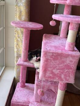 Sookie -  Maine Coon Cat for Adoption in Hockessin, Delaware - Sookie | PetCurious