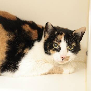 Callie -  Domestic Short Hair Cat for Adoption in Philadelphia, Pennsylvania - Callie | PetCurious